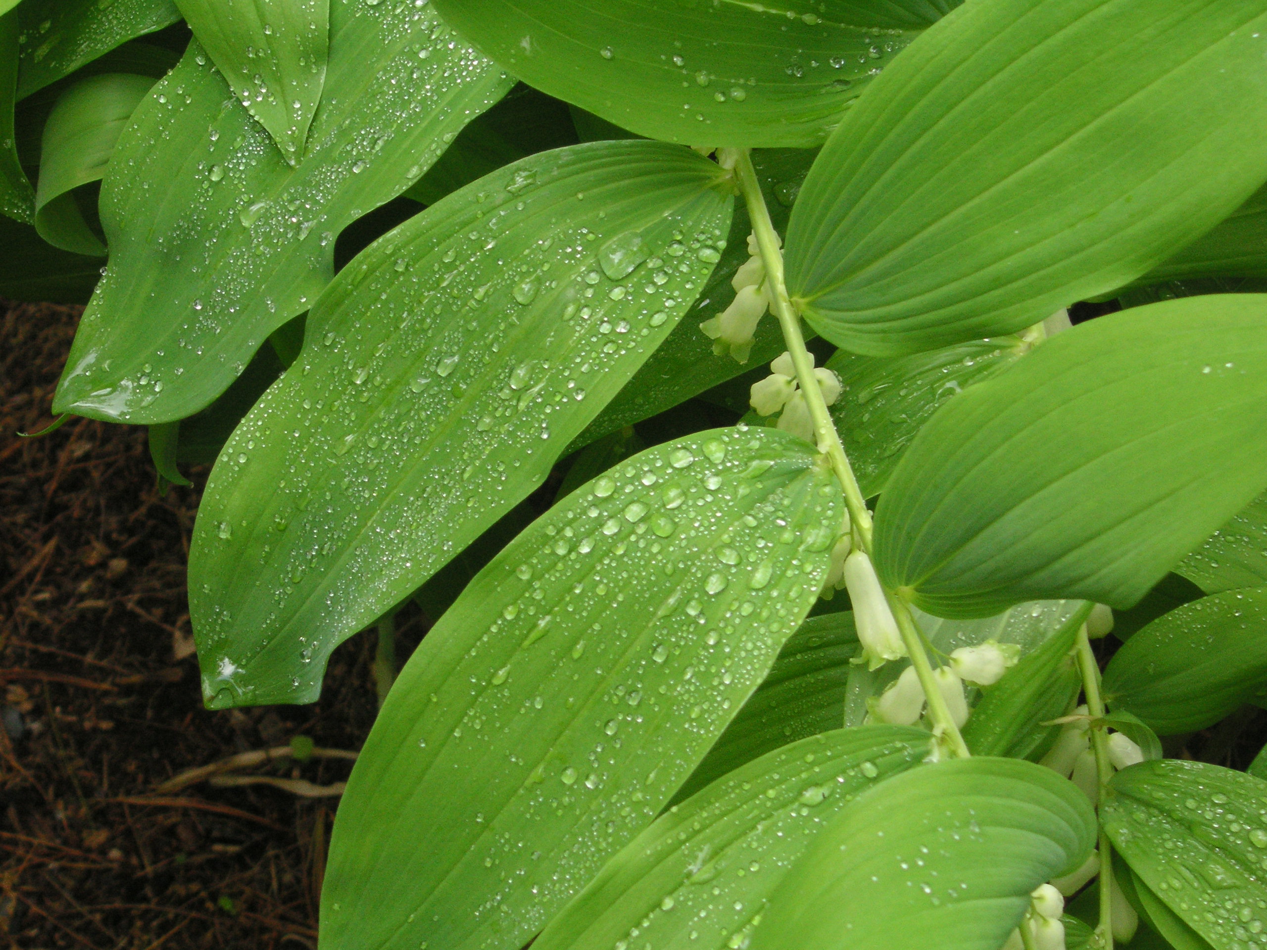 An image of the Solomon's Seal